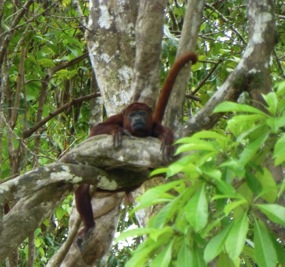 Amazon-River-QV-howler-monkey