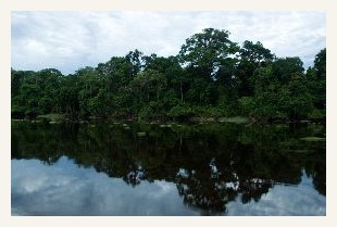 Pacaya Samiria reserve amazon cruise